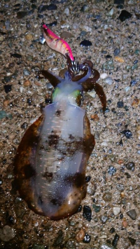 良いポイントを見つけた