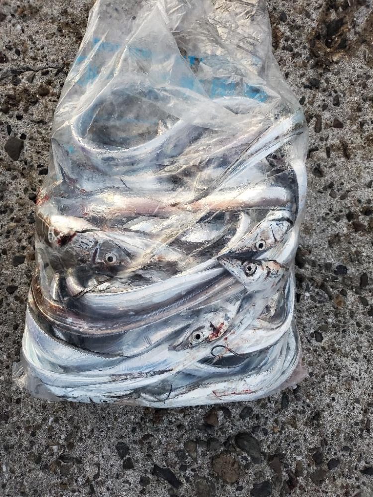 タチウオ、アオリイカ、アジ