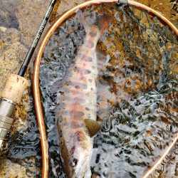 秋ヤマメ出たので満足でシーズン閉幕