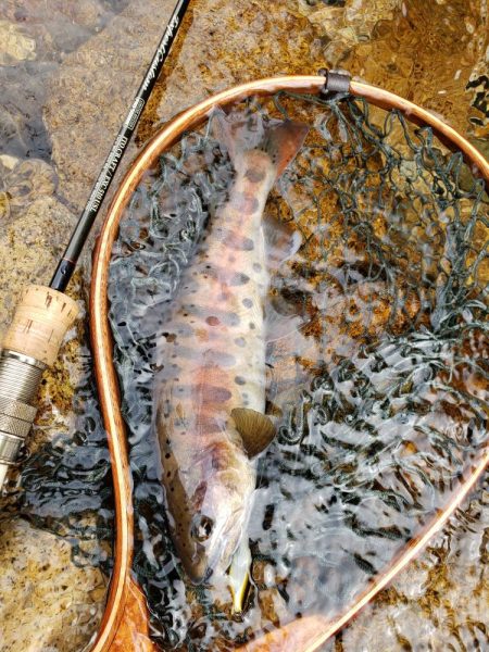 秋ヤマメ出たので満足でシーズン閉幕