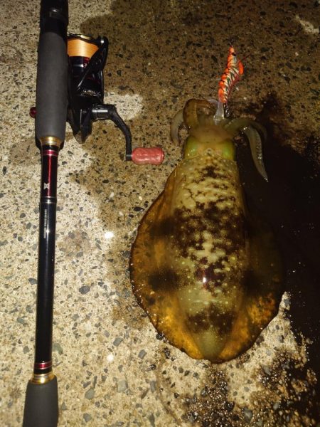 ナイトエギングIN対馬