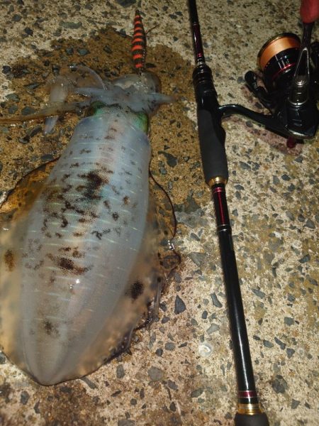 ナイトエギング②IN対馬