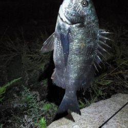 9月最終日に駆け込みチヌ