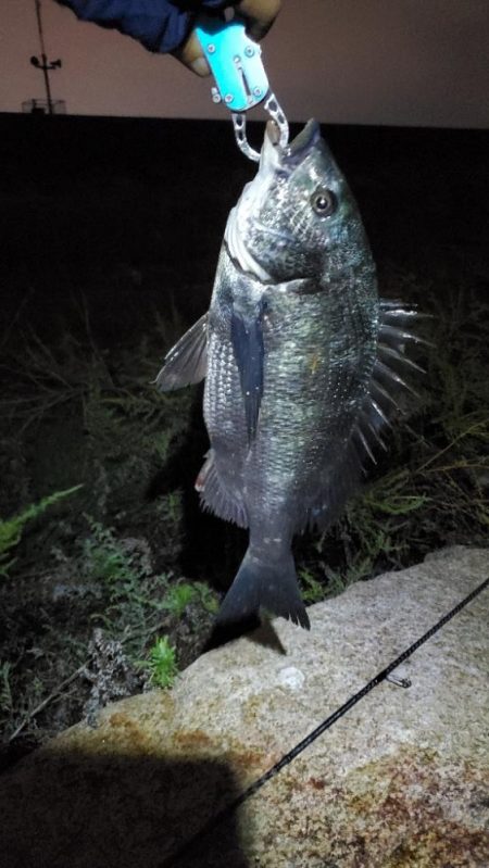 9月最終日に駆け込みチヌ