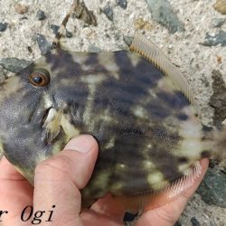 2023年、姫路のカワハギ状況は？