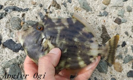 2023年、姫路のカワハギ状況は？