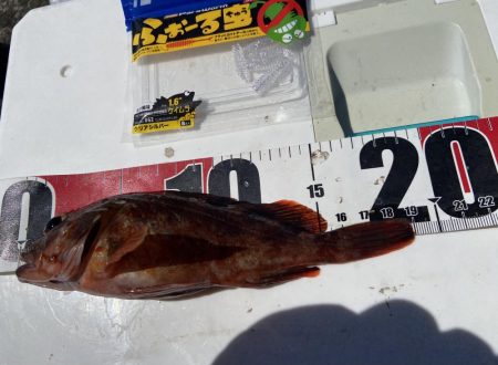 ちょい投げシロギスタのガッシーチャレンジ②…