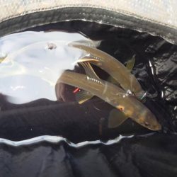 鮎ルアーでのおとり確保に大苦戦するも、友釣りで挽回 (石田川)