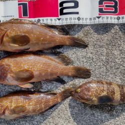 湾内だけど根魚が濃い