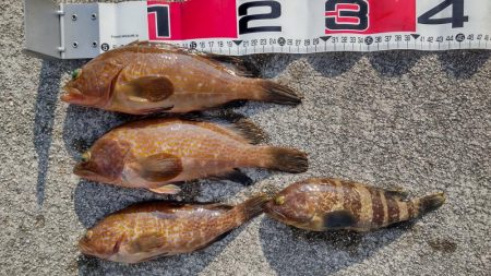 湾内だけど根魚が濃い