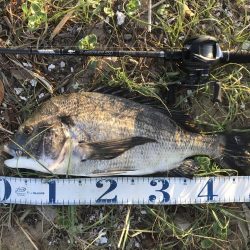 久々の年無しゲット