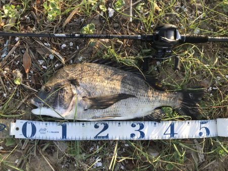 久々の年無しゲット