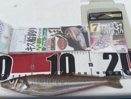 ちょい投げシロギスタ、終了間際の猛チャージ…