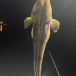 フリーリグ炸裂