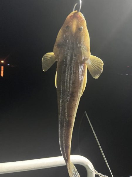 フリーリグ炸裂