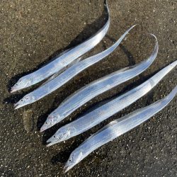 夜明けの太刀魚