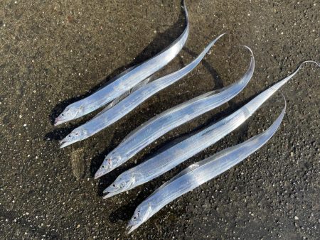 夜明けの太刀魚