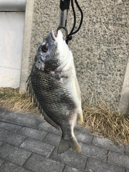 周りでサゴシが釣れるなか