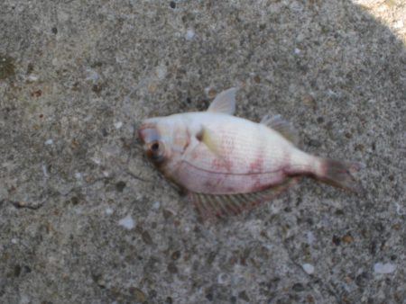 久しぶりの林崎漁港