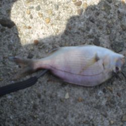 久しぶりの白灯