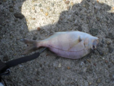 久しぶりの白灯