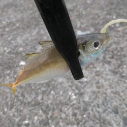 豆アジ爆釣
