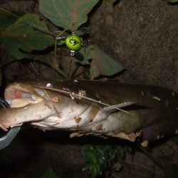 まだまだ夏のパターン