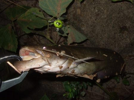 まだまだ夏のパターン