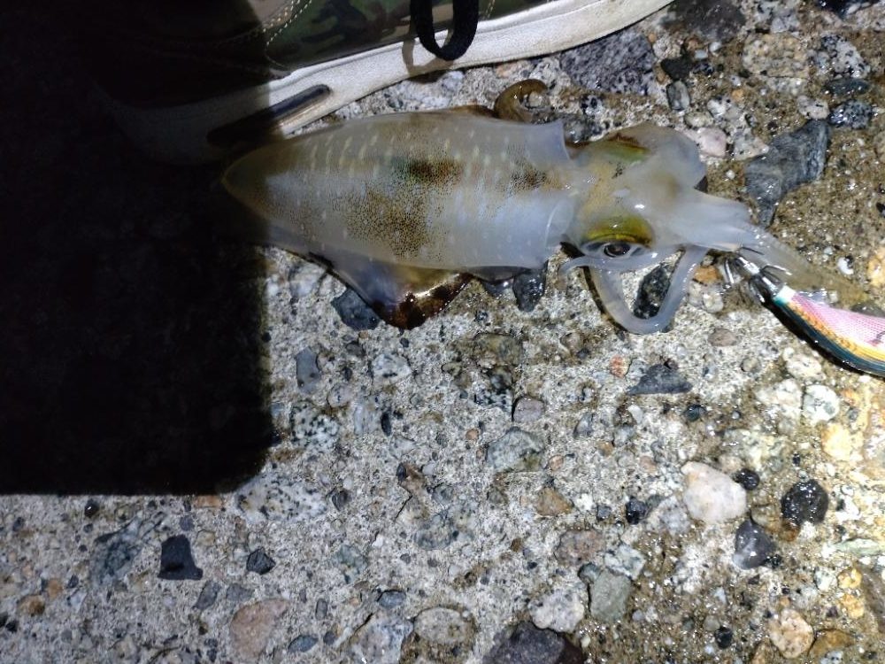 アオリ2杯、コウイカ１杯、キジハタ１匹！