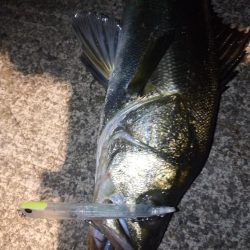 雨上がりシーバス