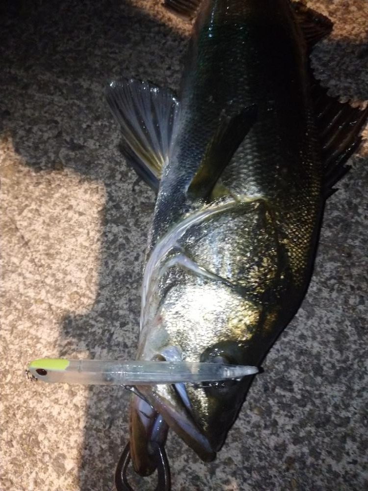 雨上がりシーバス