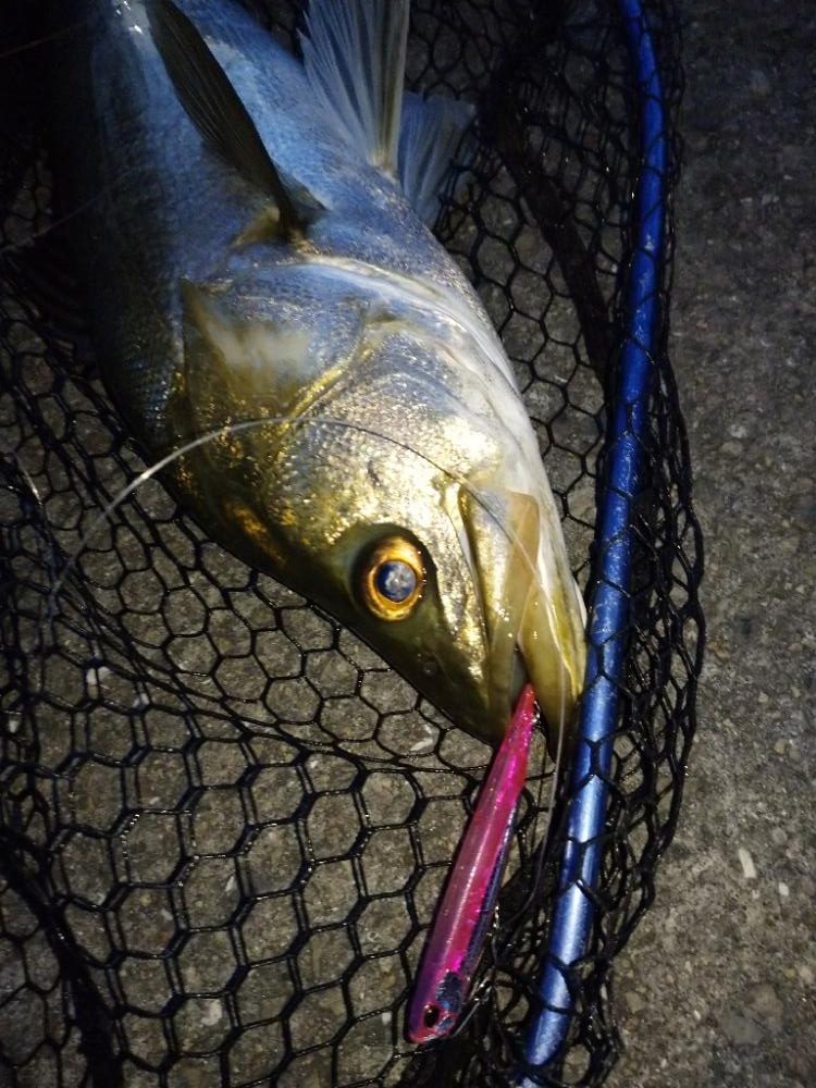 今朝の1時間勝負