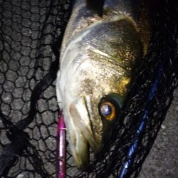 朝マズメ1時間勝負