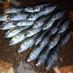 今夜のアジング