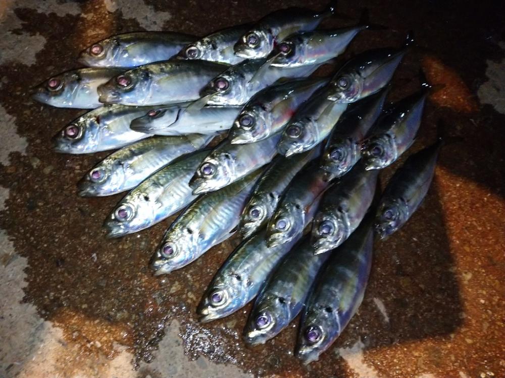 今夜のアジング