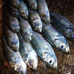 今夜のアジング修行