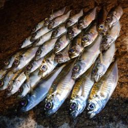 今夜はアジング修行