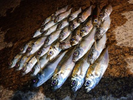 今夜はアジング修行