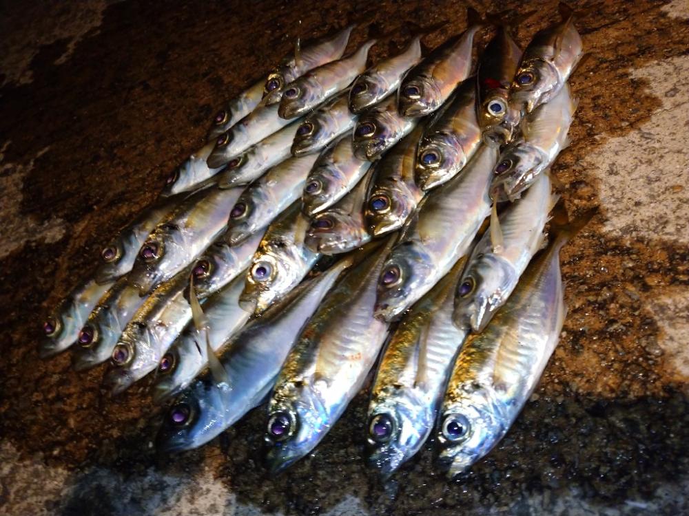 今夜はアジング修行