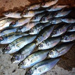 今夜も豆アジ修行