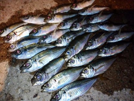 今夜も豆アジ修行