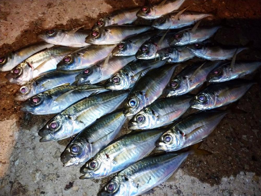 今夜も豆アジ修行