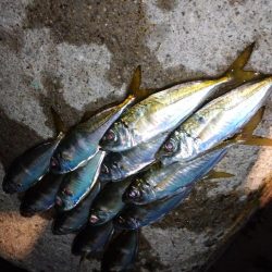 今夜もポロリアジング