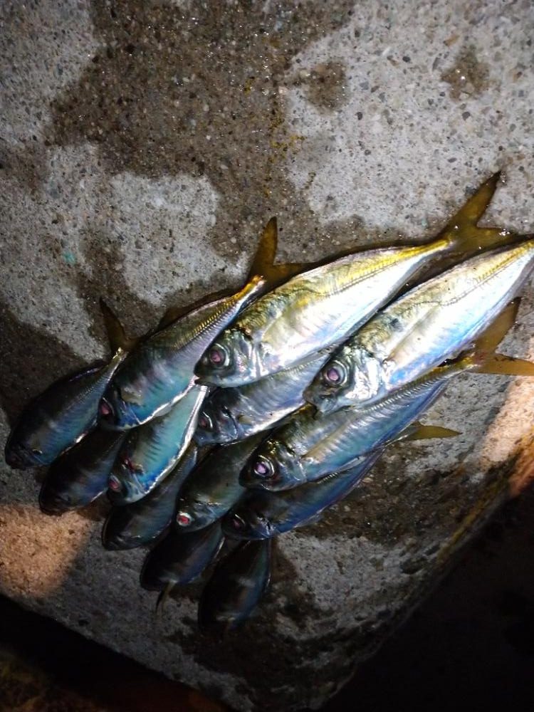 今夜もポロリアジング