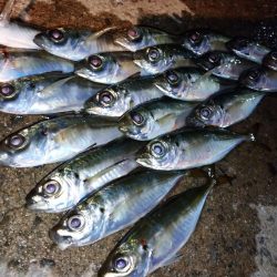 今夜もアジング