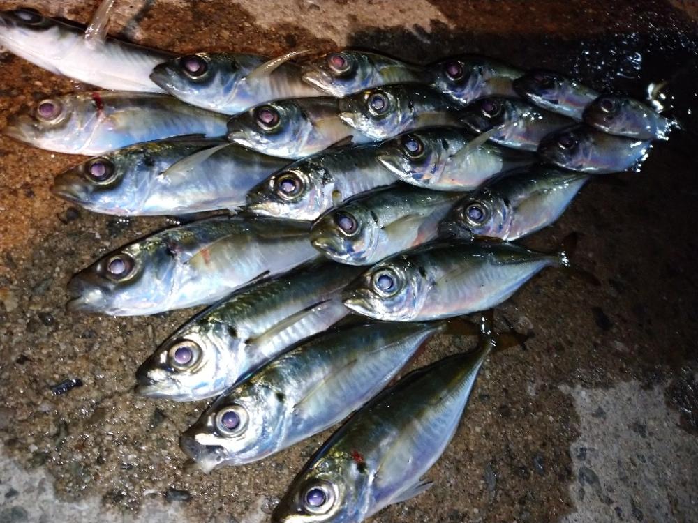 今夜もアジング