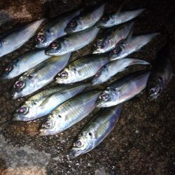 今夜もアジング修行