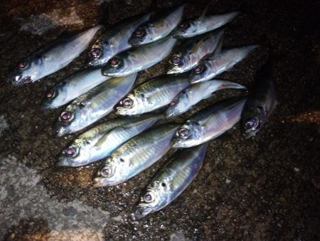 今夜もアジング修行