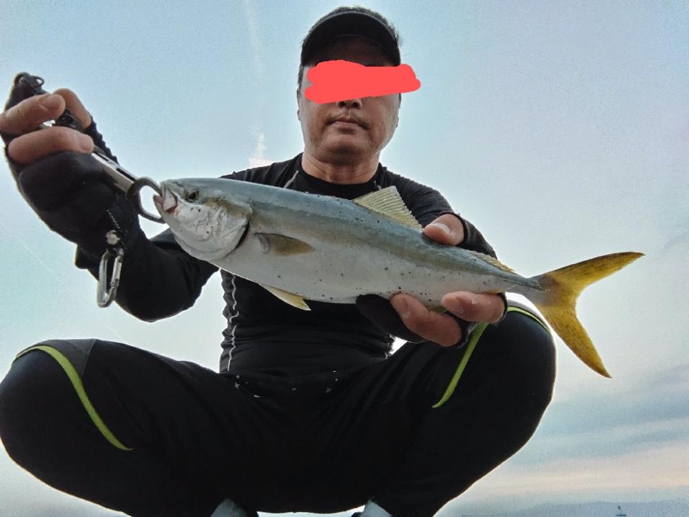 ヤズ(ブリ幼魚)釣れました!