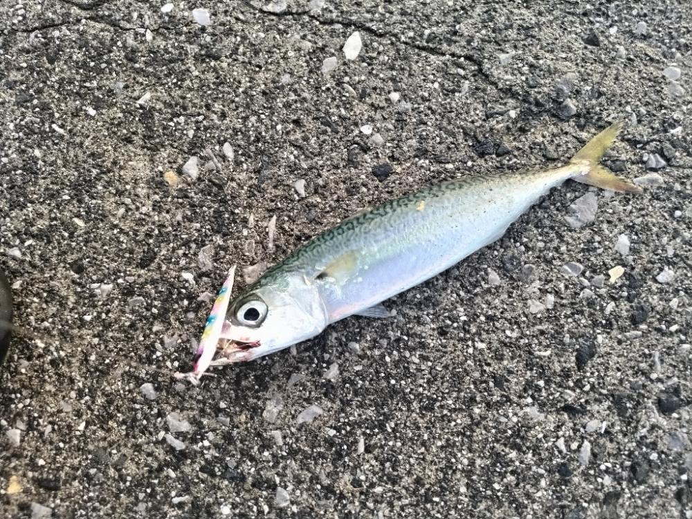 メタルジグでサバとアジ釣れました。